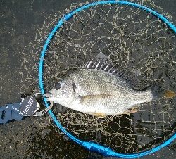 『釣りデビュー☆』202日目