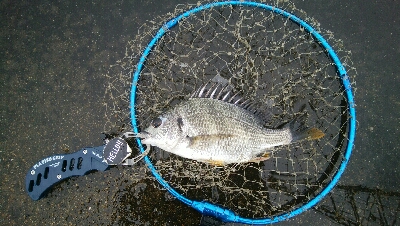 『釣りデビュー☆』202日目