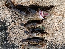 まさかの巨メバル