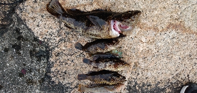 まさかの巨メバル