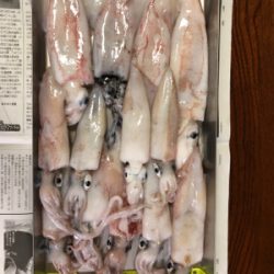 グランブルー　竹野沖　白イカ釣行