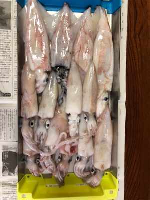 グランブルー　竹野沖　白イカ釣行