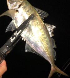 仕事帰りのアジングナイト