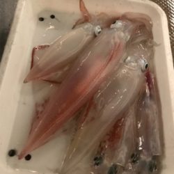 まさかのビック鯛