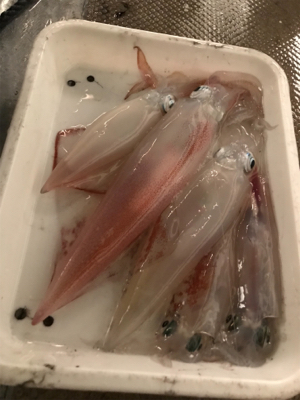 まさかのビック鯛