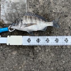 都志でチヌ釣り