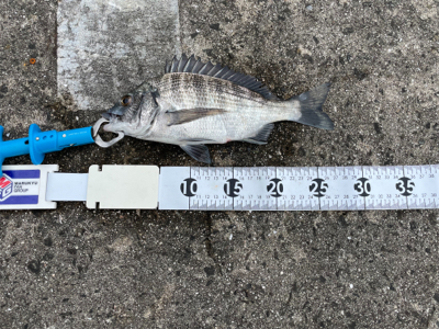 都志でチヌ釣り