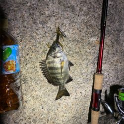 いつまでたってもチニング は難しい