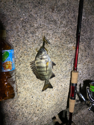 いつまでたってもチニング は難しい