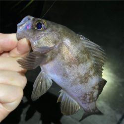 梅雨が明けてもメバル