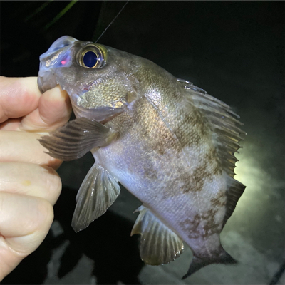梅雨が明けてもメバル