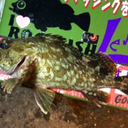 癒しタイム継続中