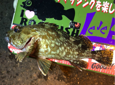 癒しタイム継続中