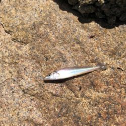 ちょい投げでキス釣り