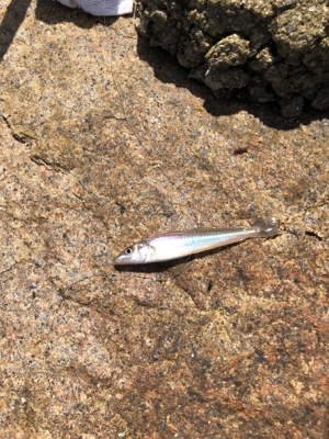 ちょい投げでキス釣り