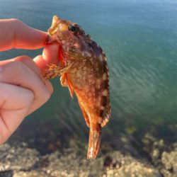 そろそろアコウの季節