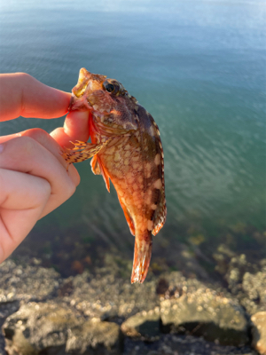 そろそろアコウの季節