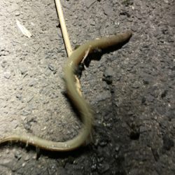 雨のあとのうなぎ釣り