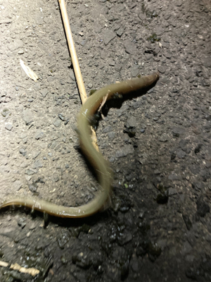 雨のあとのうなぎ釣り