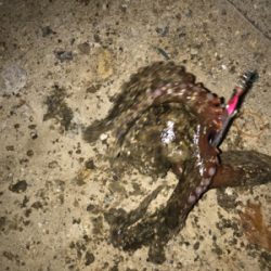 岸壁ジギング！