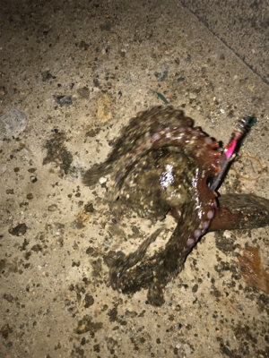 岸壁ジギング！