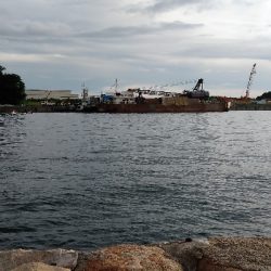 タケノコメバル