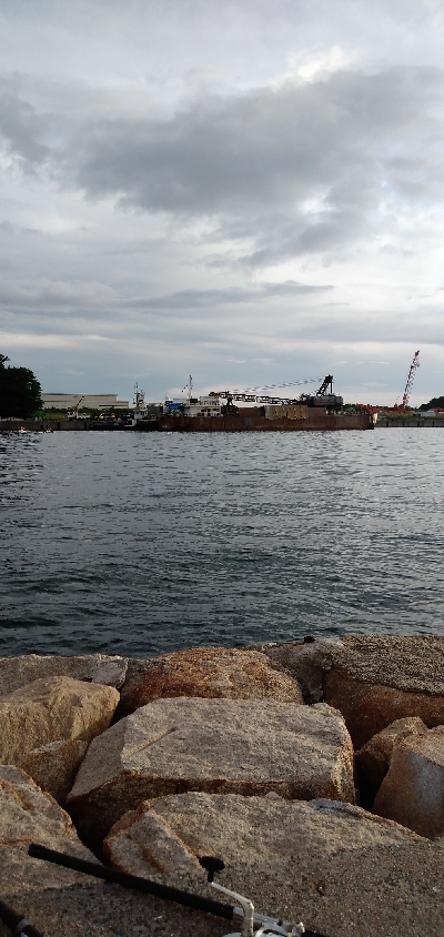 タケノコメバル