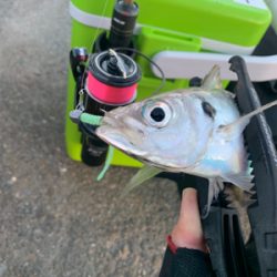 アジングNewリール入魂釣行