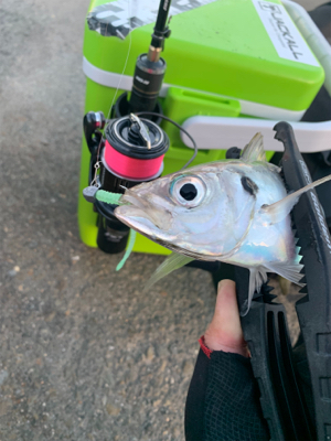 アジングNewリール入魂釣行