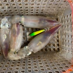 和歌山イカメタル