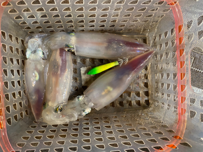 和歌山イカメタル