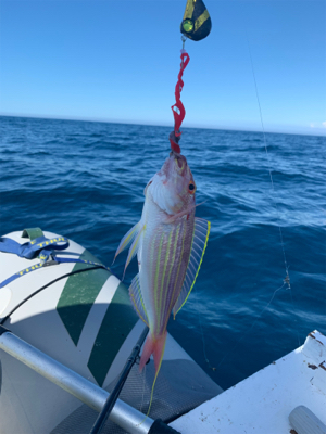 マイボートで、今が旬のアマダイとレンコダイ狙い