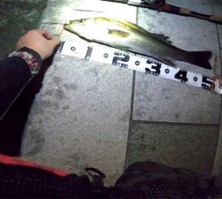 ジョイクロシーバス