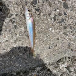 初めてのポイントで！