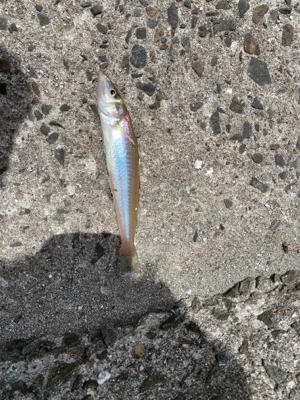 初めてのポイントで！