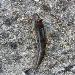 予定通りのサバ