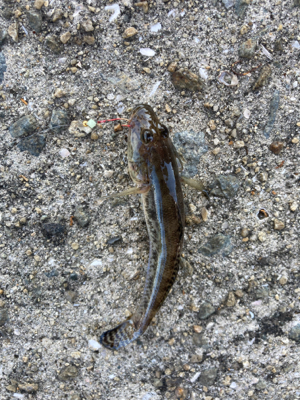 予定通りのサバ