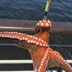 シラサエビとタコエギ