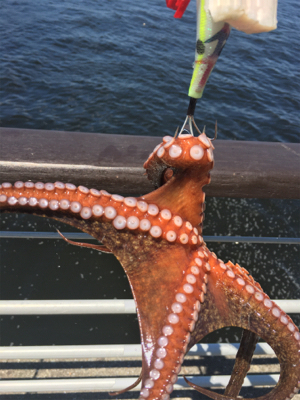 シラサエビとタコエギ