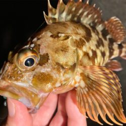 アジ探しで六目釣りに(^O^)