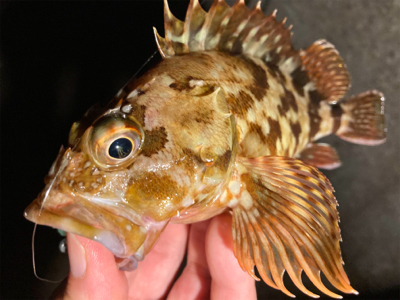 アジ探しで六目釣りに(^O^)