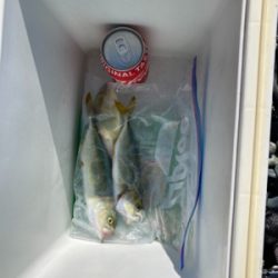 弓角釣果出ました