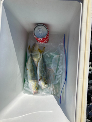 弓角釣果出ました