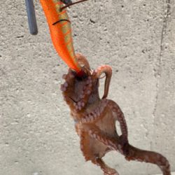 やっと、まともなタコ!