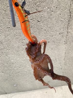 やっと、まともなタコ!