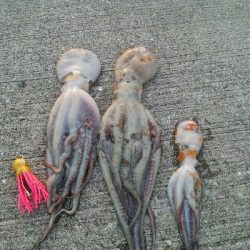 『釣りデビュー(^-^*)』205