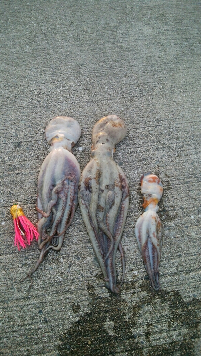 『釣りデビュー(^-^*)』205