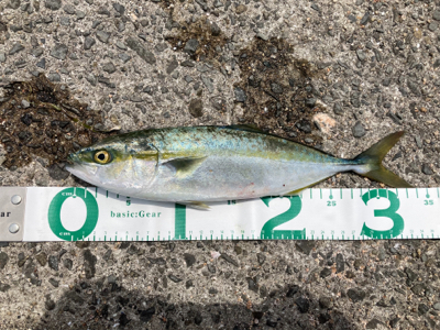 久しぶりのあの感触