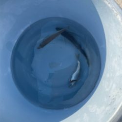 ノマセで高級魚!