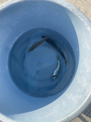 ノマセで高級魚!